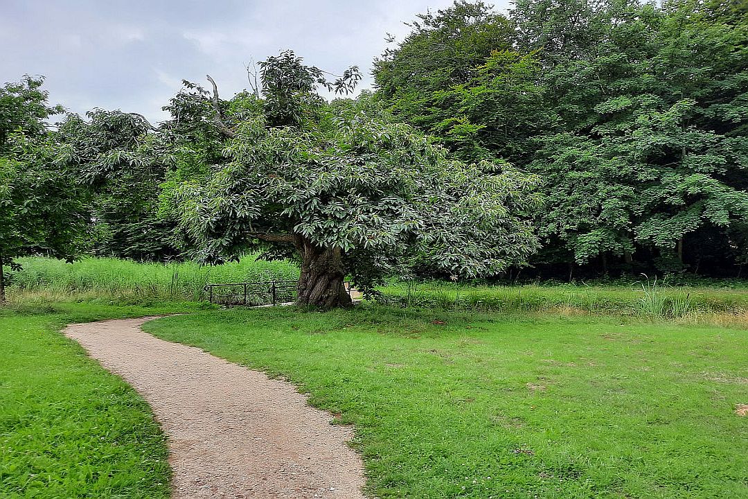 Wandern oder Radfahren in den Wäldern von Oostkapelle, Zeeland